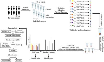 A Proteomics Signature of Mild Hypospadias: A Pilot Study
